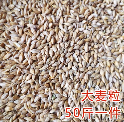 大麦粒是什么?大麦游戏本什么样-图3 大麦粒是什么?大麦游戏本什么样-图3