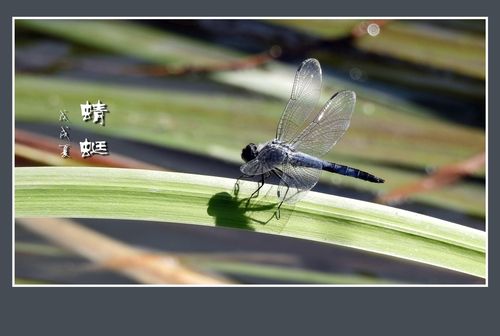 轻妙薄翼的意思是什么?什么轻如薄翼-图2 轻妙薄翼的意思是什么?什么轻如薄翼-图2
