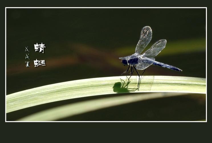 轻妙薄翼的意思是什么?什么轻如薄翼-图3 轻妙薄翼的意思是什么?什么轻如薄翼-图3