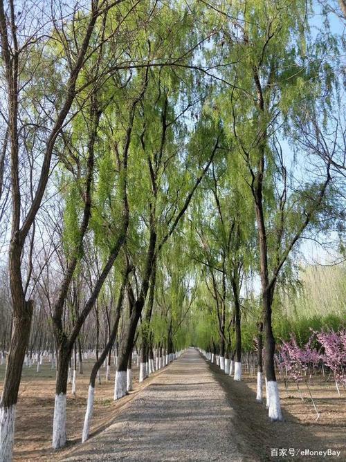 描写春天小路景象的句子?天佑笔记本是什么-图2 描写春天小路景象的句子?天佑笔记本是什么-图2