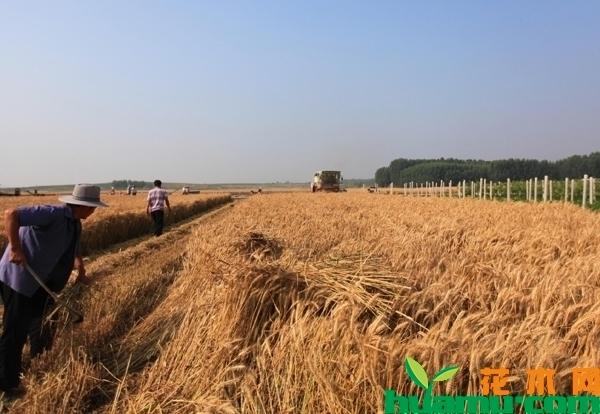 山东小麦二次补贴多少钱一亩?麦本本小麦2玩游戏怎么样-图1 山东小麦二次补贴多少钱一亩?麦本本小麦2玩游戏怎么样-图1