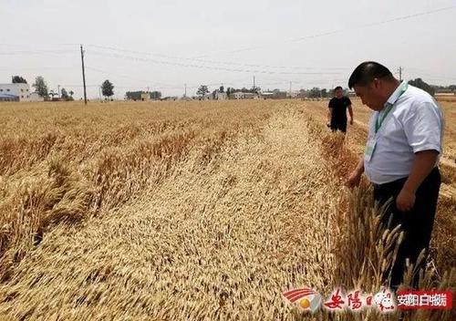 山东小麦二次补贴多少钱一亩?麦本本小麦2玩游戏怎么样-图2 山东小麦二次补贴多少钱一亩?麦本本小麦2玩游戏怎么样-图2
