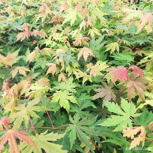 九角枫的特点?宏基笔记本 亮点-图1 九角枫的特点?宏基笔记本 亮点-图1